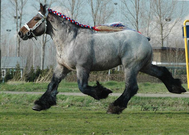 Percheron horses