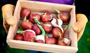 How and where is it better to store tulip bulbs, rules and choice of place