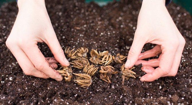 planter des fleurs