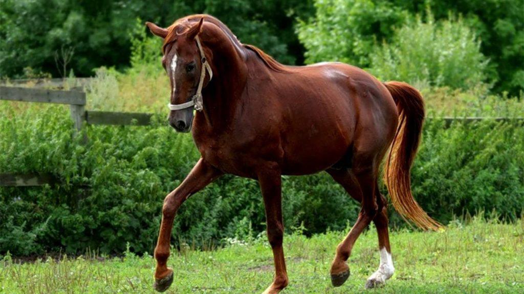 Cheval Trakehner