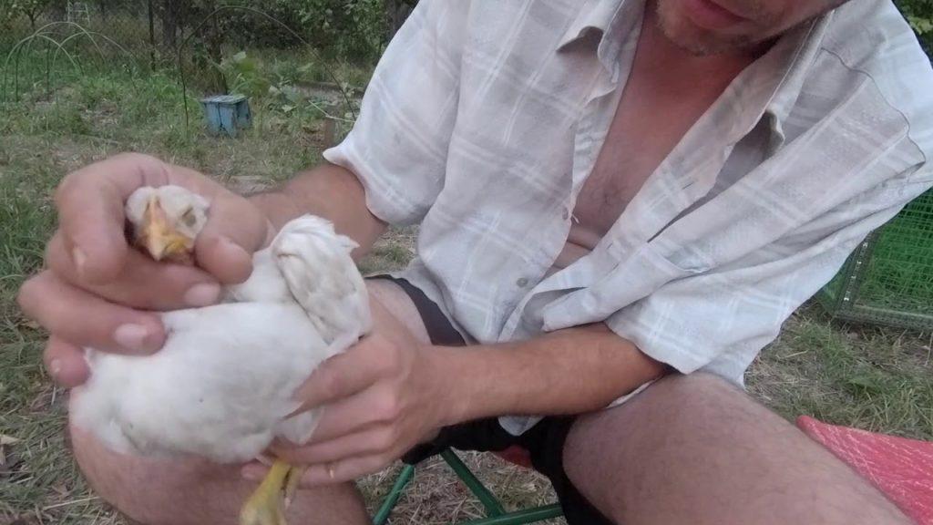 le poulet a un goitre