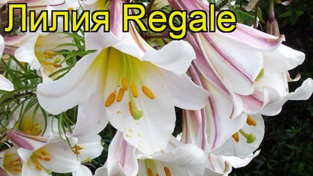 lily regale