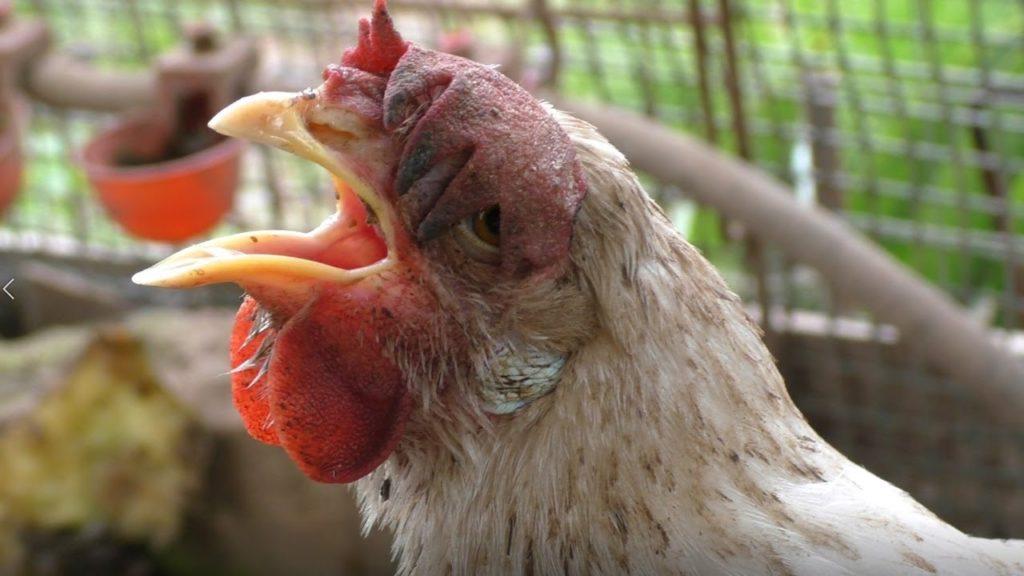 les poulets éternuent