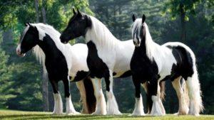 Description, pros and cons of tinker horses, rules of maintenance and cost