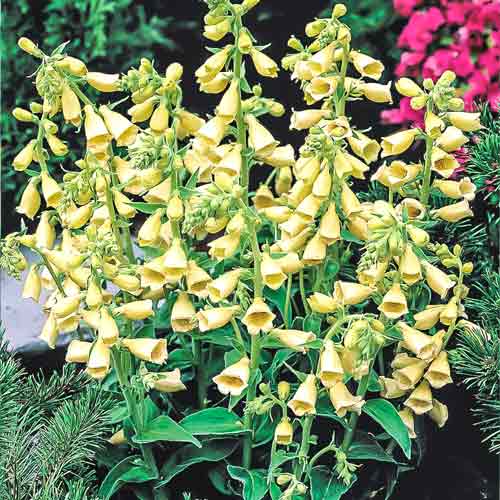 foxglove large-flowered