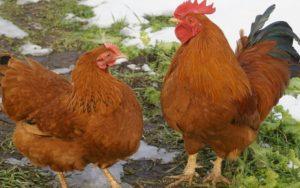 Description and characteristics of the New Hampshire chicken breed, history and rules of maintenance