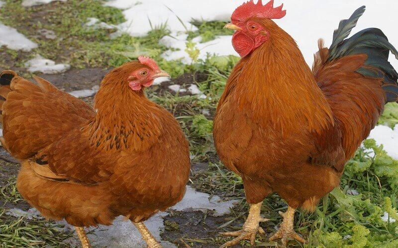 New Hampshire chicken breed