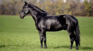 Description et caractéristiques de la race de cheval kabarde et règles d'entretien