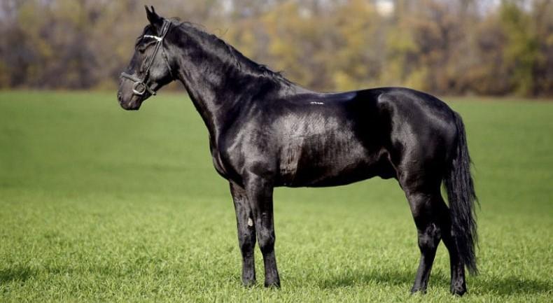 Kabardian horse breed