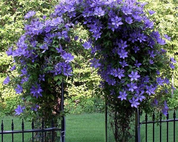 beautiful clematis