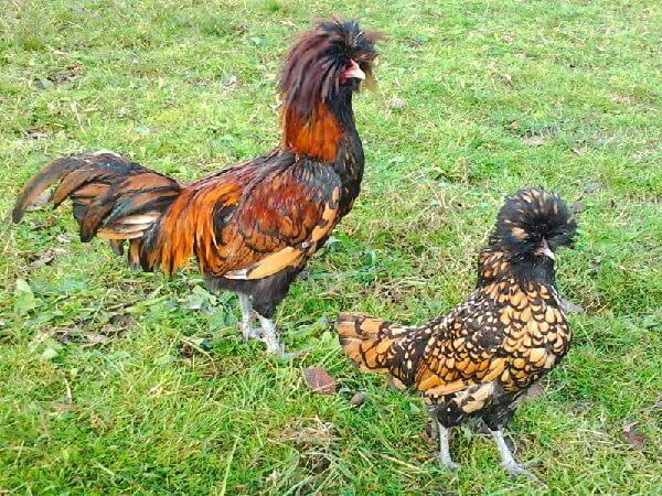 poulets de Padoue