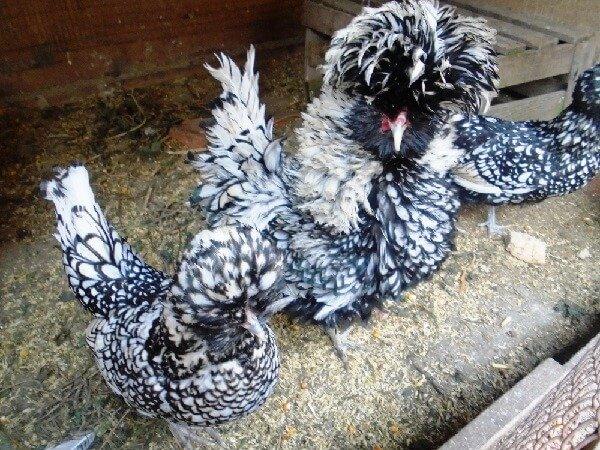 padua chickens