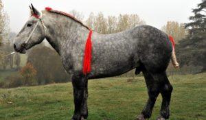 History of origin and description of the Percheron horse breed, content and cost