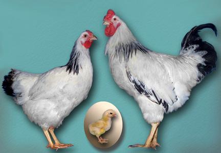 breeding chickens