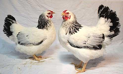 deux poulets