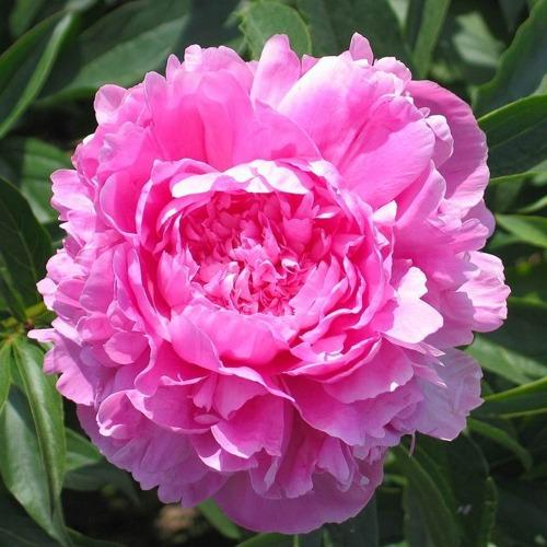 Spherical peony