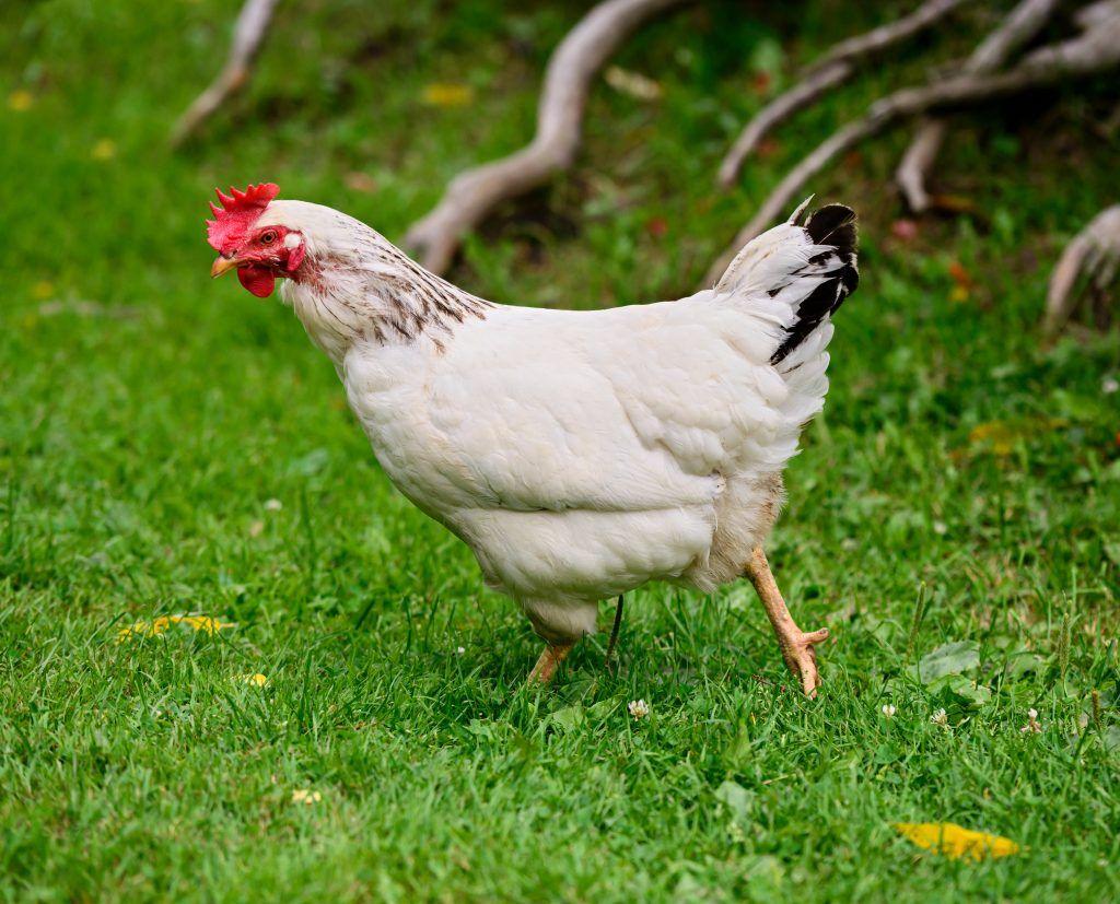 Raza de gallinas del Primero de Mayo