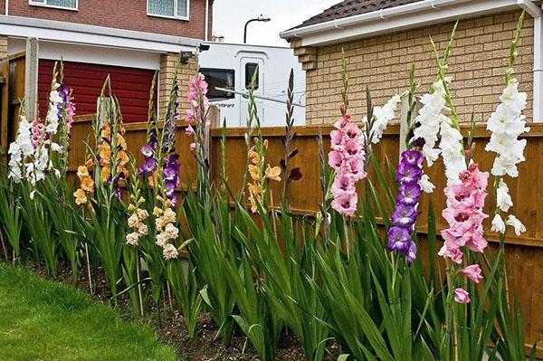 beautiful gladioli