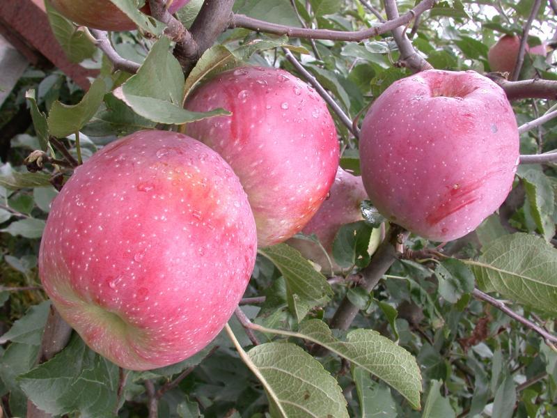 apple florina