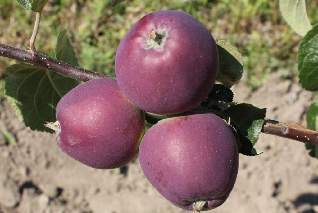 pomme imant