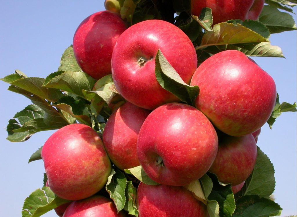 apple tree columnar ostankino