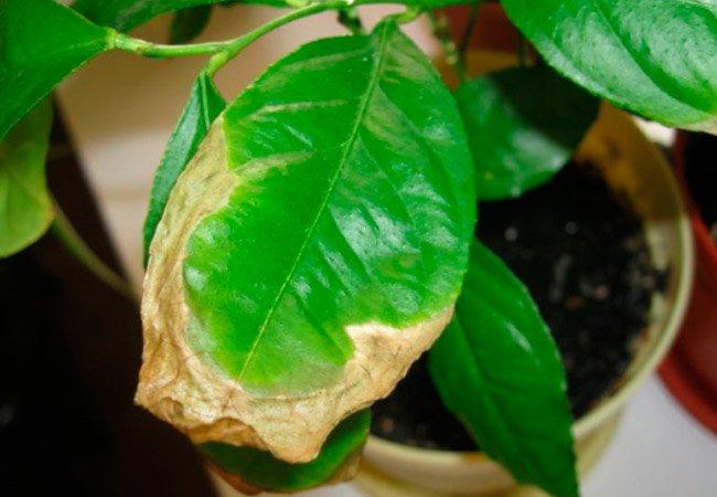 homemade lemon anthracnose disease