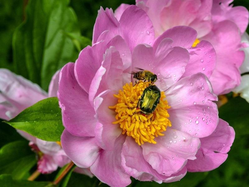 Peony ticks