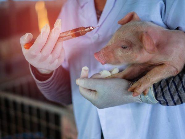 injection of piglets