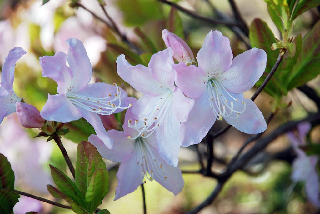 schlippenbach rhododendron