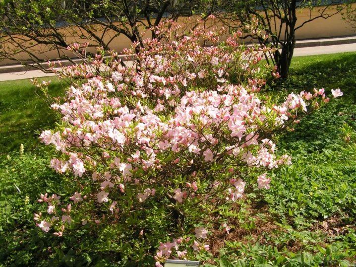 rhododendron de schlippenbach