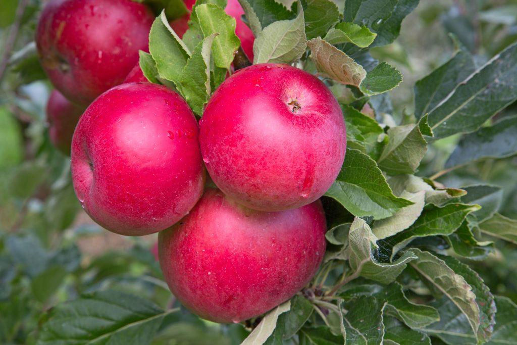 Apfelbaum Weihnachten