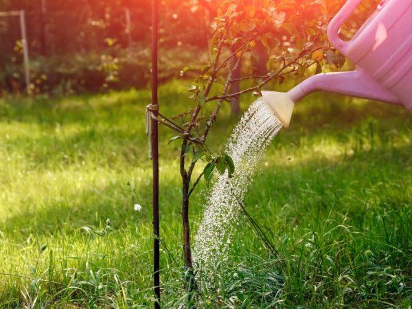 watering the apple tree