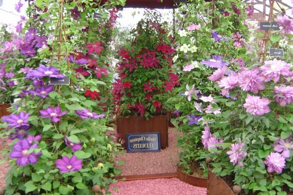 many clematis