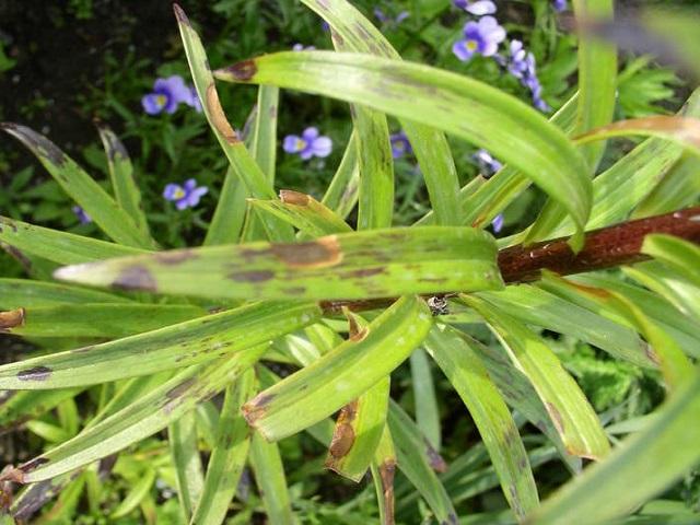 lily diseases