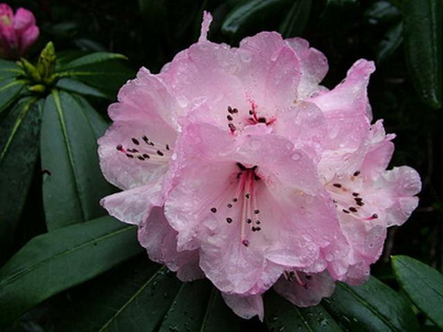 schlippenbach rhododendron