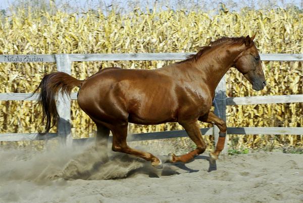 cheval qui court