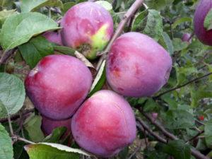 Description et caractéristiques du pommier Imant, règles de plantation et de culture