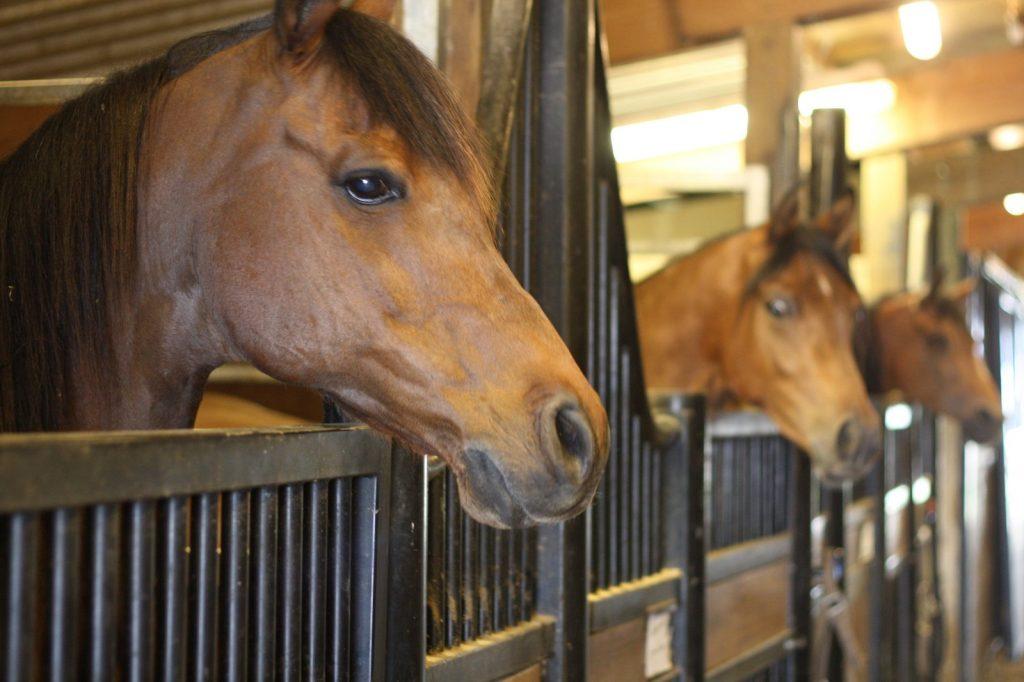 stalle de cheval