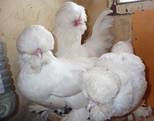 fluffy chickens Sultanka