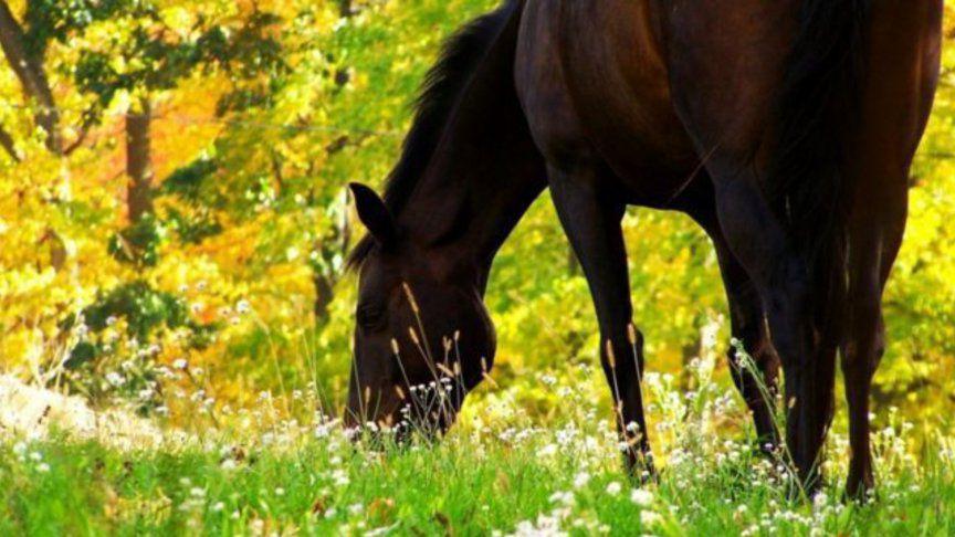 horse grazing