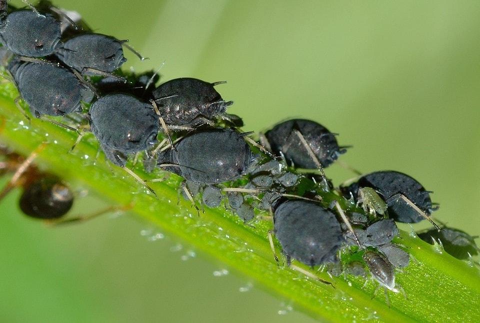 aphids on a flower