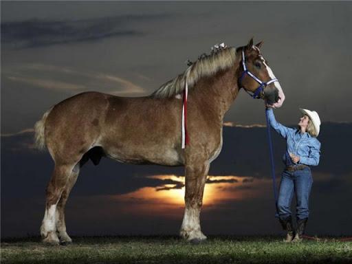 Percheron horses