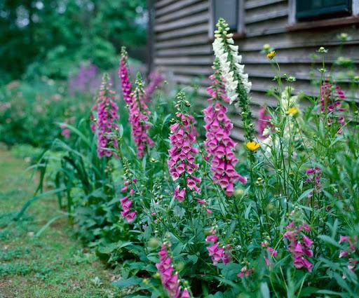 foxglove landing