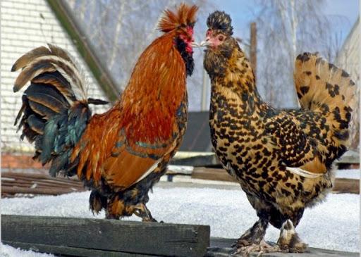 Pavlovsk breed of chickens