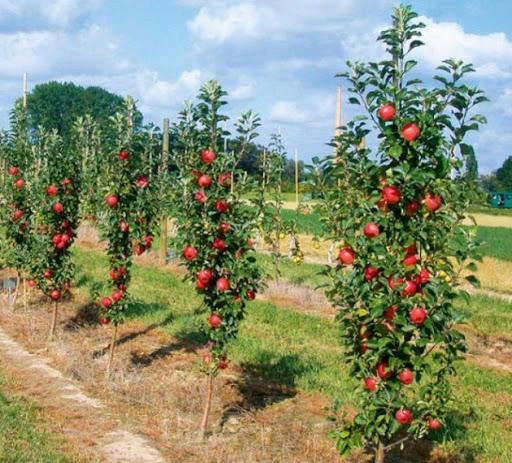 apple trees for siberia