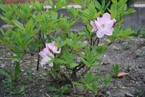 rhododendron de schlippenbach