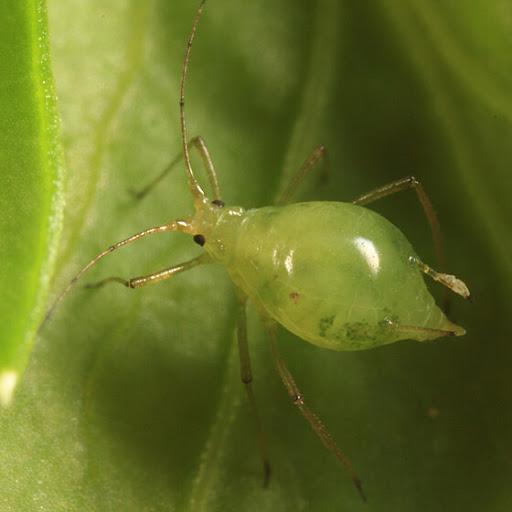 Aphid biasa