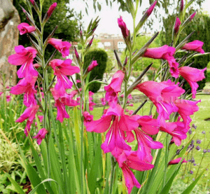 Opis bizantskog gladiola i pravila sadnje i njege na otvorenom terenu