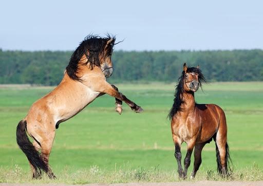 Cheval de harnais biélorusse