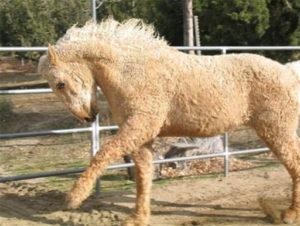 Description et caractéristiques des races de chevaux d'équitation américaines les plus populaires